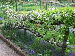 10 Amazing Examples Of Espalier Tree Art Fruit Tree Garden Fruit Garden Fruit Trees