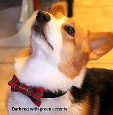 The cost to buy a corgi varies greatly and depends on many factors such as the breeders' location, reputation, litter size, lineage of the puppy, breed popularity. Pin On Corgiville
