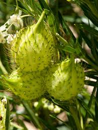 Image result for Gomphocarpus fruticosus