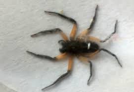 Арабский верблюд живет в северной африке и на ближнем востоке. Scorpion Spider From South Africa What S That Bug