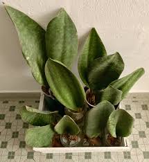Though slow growing, the whale fin can reach a truly impressive size compared to other members of. Sansevieria Masoniana Whale Fin For Your Minimalist Scandinavian Home Sansevieria Plants Cacti And Succulents