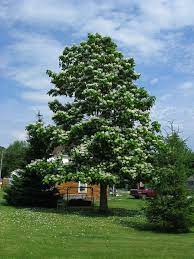 Maybe you would like to learn more about one of these? 26 Great Flowering Trees For Wisconsin Yards Progardentips