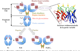 Anticorps monoclonaux contre le cancer. Production Et Caracterisation D Anticorps Polyclonaux Et Monoclonaux Ciblant Les Recepteurs Des Endothelines En Vue D Une Immunotherapie Des Cancers Semantic Scholar