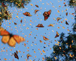 Photo By Tim Flach Butterfly Butterflies Insects Bluesky Summer Swarm Animals Composition Spring Aesthetic Aesthetic Wallpapers Art