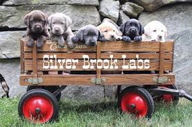 If you're looking for a lovable, energetic, trainable pet that is eager to please and. Silver Brook Labs Akc Labrador Puppies