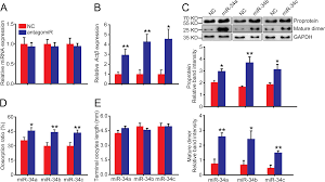 Egg free puddings & dessert mixes. Phase Related Differences In Egg Production Of The Migratory Locust Regulated By Differential Oosorption Through Microrna 34 Targeting Activinb