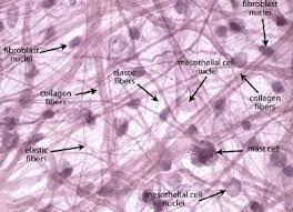 Areolar Loose Ct Human Anatomy And Physiology Tissue Biology Nursing School Notes