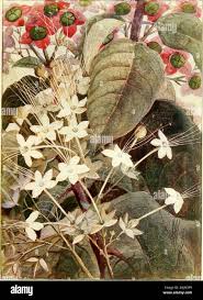 Image result for Vitex obovata