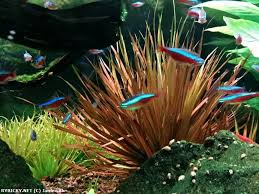 Image result for Blyxa aubertii