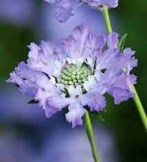 Scabiosa Caucasica Perfecta Blue Botanical Flowers Trees To Plant Flowers