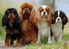 Cavalier King Charles Spaniel Puppies for Sale - Adoptapet