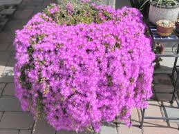 We did not find results for: 18 Cuttings Ice Plant Purple Ground Cover Rare Cactus Succulent Flower Pink Amazon Com Grocery Gourmet Food