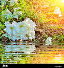 Image result for Dolichandrone alba