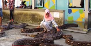 Tapi tidak seperti di tempat ini, kamu justru tergoda untuk selfie di tempat yang penuh sampah ini. Gadis Cantik Berjilbab Mencium Ular Phyton