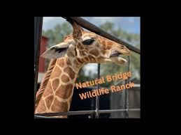 Natural Bridge Wildlife Ranch \\ San Antonio, TX