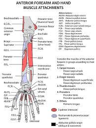Instead, they attach proximally to the tendons of flexor digitorum profundus and distally to the extensor expansions. Instant Anatomy Upper Limb Areas Organs Forearm Anterior Muscles
