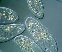 Protista Examples Classification
