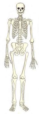 Layer of bone tissue that has many small spaces and is found j…. Https Ncert Nic In Textbook Pdf Fesc108 Pdf