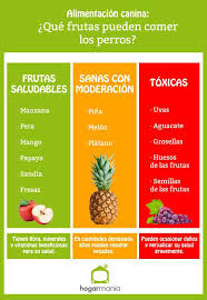 Los Perros Pueden Comer Fruta Que Frutas Son Saludables Hogarmania Consejos Para Mascotas Alimentos Prohibidos Para Perros Dieta Barf Perros