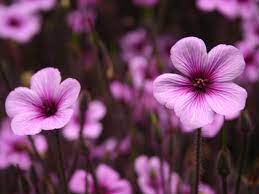 Purple Flowers Normal Jpg Jpeg Image 2560x1920 Pixels Scaled 36 Purple Flowers Wallpaper Arctic Flowers Flower Wallpaper