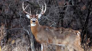 Mature bien enculee par 3 lascars en rut !! The Second Rut What Is It And How Should You Hunt It