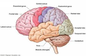 Love Who You Love And Don T Waste The Time That Flies So Fast Brain Diagram Human Brain Diagram Brain Anatomy