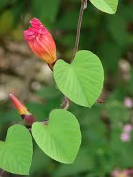 Image result for Stictocardia beraviensis