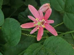 Image result for Passiflora sanguinolenta