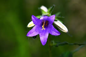 Check spelling or type a new query. Hd Wallpaper Hare Bell Bellflower Plant Campanula Rotundifolia Perennial Wallpaper Flare