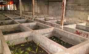 Belut sangat baik dikonsumsi karena memiliki kandungan nutrisi yang baik untuk kesehatan tubuh kita. Cara Ternak Belut Rumahan Kolam Tembok Lumpur Ember Budidaya Harga