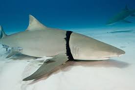 Heartbreaking Photos Show What Your Trash Does To Animals Huffpost In 2020 Animals Biodegradable Products Save The Sharks