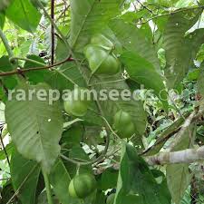 Image result for Plukenetia