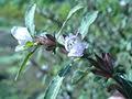 Image result for Hygrophila okavangensis