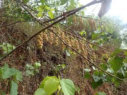 Image result for Alchornea cordifolia