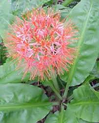 Image result for Scadoxus multiflorus