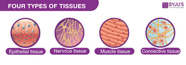 Tissue meaning, definition, what is tissue: Epithelial Tissue Structure With Diagram Function Types And Location