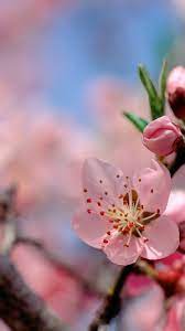 Tons of awesome 4k spring wallpapers to download for free. Iphone X Wallpaper Spring Images 2021 3d Iphone Wallpaper