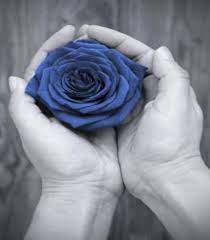 Blue Rose Police Wife Blue Roses Pretty Flowers Pictures Meaning Of Blue
