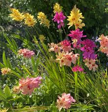 Image result for Xylia africana