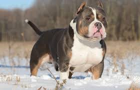 Since 2011 breeding quality tri colored american bullies. Everything You Need To Know About Tricolored American Bullies