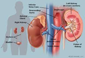 It affects up to 80% of americans at some pain. What Are The Bean Shaped Organs In The Lower Back Called Socratic