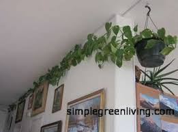 Find the perfect potted plant! Our Philodendrons House Plants Going Wild Simple Green Living Tips Tales Reviews Recipes