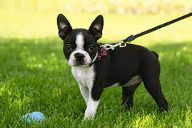 Pictures of boston terrier puppies. How Much Are Boston Terrier Puppies A Guide The Little Pet House