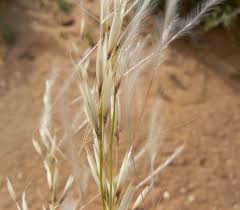 Image result for Stipagrostis