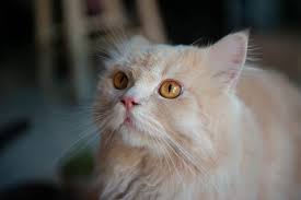 Cats' coughing fits tend to be dramatic, sure, but is it normal for cats to cough? Coughing Cat 11 Common Causes And How To Help Great Pet Care