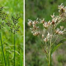 Image result for Juncaceae