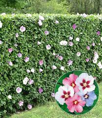 Hibiskus kommt in allen sehr warmen gebieten der erde vor. Hibiskus Hecke Top Qualitat Online Kaufen Baldur Garten