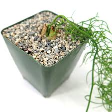 Image result for Bowiea volubilis