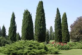 We did not find results for: Cypress Trees The Real Pollen Count