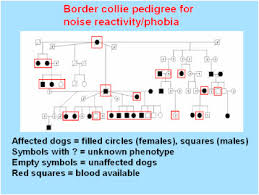 phenotypic determination of noise reactivity in 3 breeds of